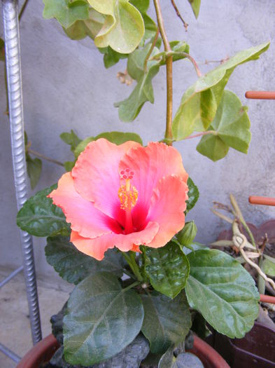 DSCF0148 - Hibiscus 2013 2014 2015-2016