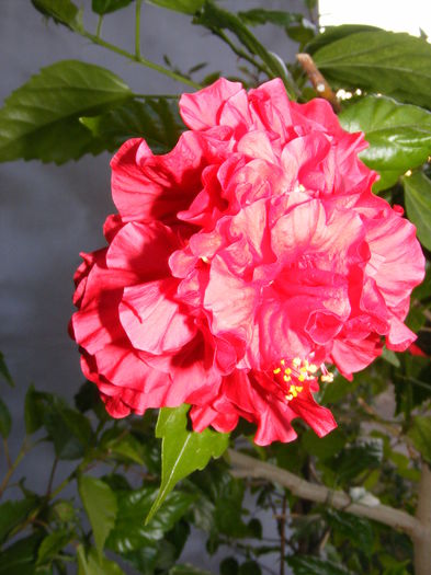 rosu