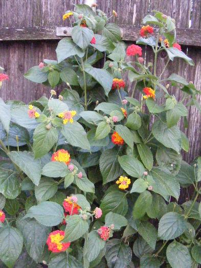 DSCF0070 - lantana