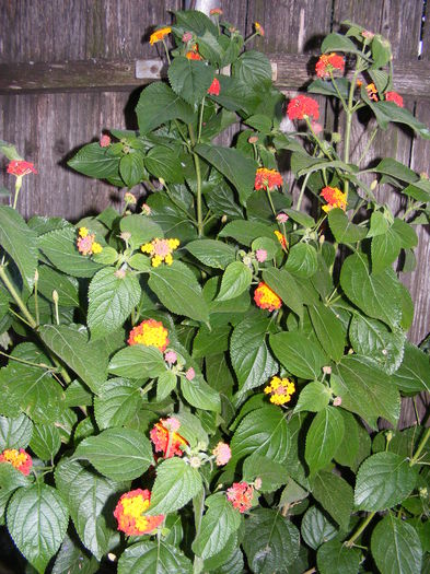 DSCF0071 - lantana