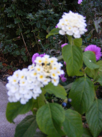 DSCF0178 - lantana