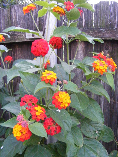 DSCF0182 - lantana