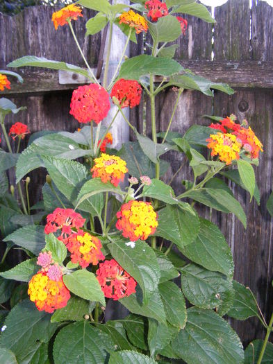 DSCF0183 - lantana