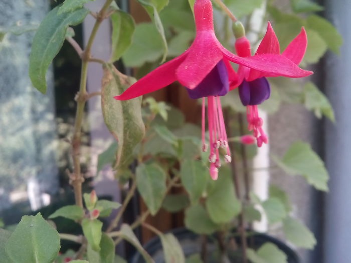 IMG_20140920_140056 - Floricele de gradina