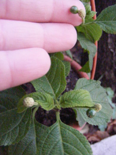 seminte lantana alba