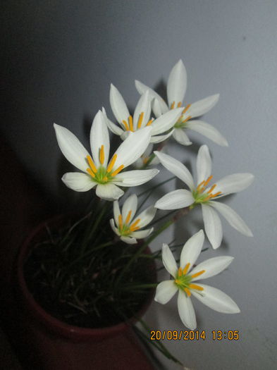 IMG_8664 - Florile mele in septembrie 2014