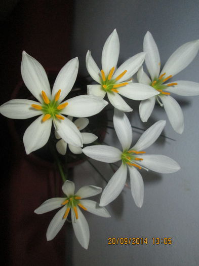 IMG_8665 - Florile mele in septembrie 2014