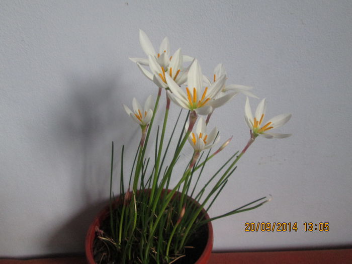 IMG_8666 - Florile mele in septembrie 2014