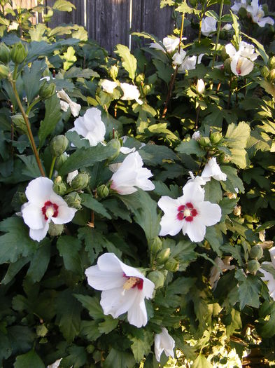 DSCF0250 - Toamna 2014-2016-2017