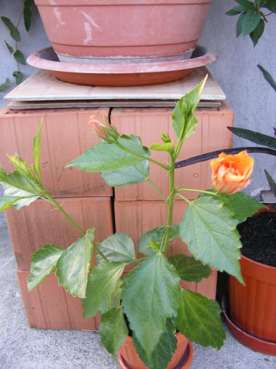 DSCF0196