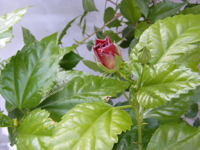 DSCF0222