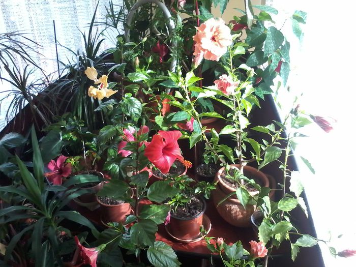 20140920_152258 - Hibiscus 2014-2015