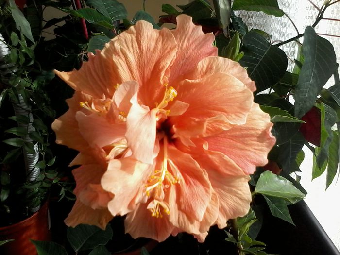 20140920_152313 - Hibiscus 2014-2015
