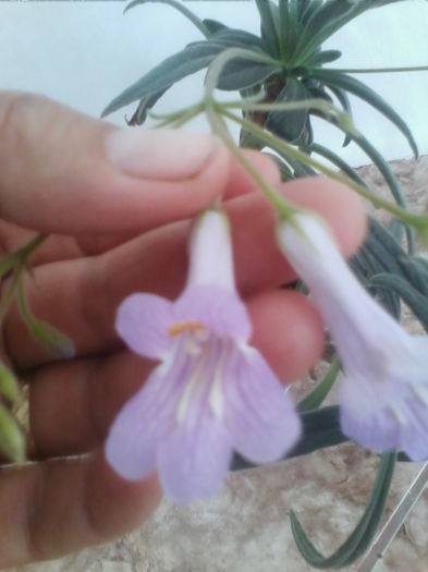 chirita lindearia folia