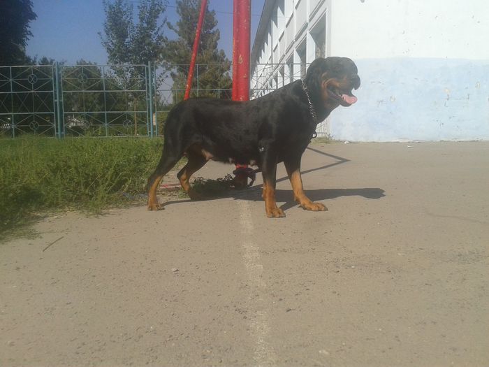 20140920_110735 - Rottweiler    18 LUNI-REGINA