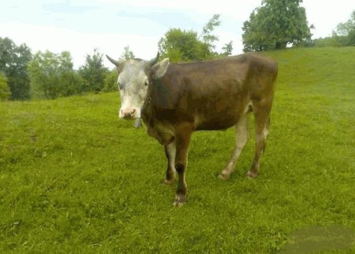 Jurincă - 2-1  Regionalisme din MM