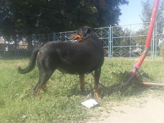 20140920_110843 - Rottweiler    18 LUNI-REGINA