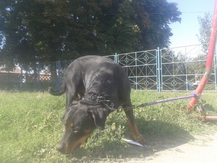 20140920_110848 - Rottweiler    18 LUNI-REGINA