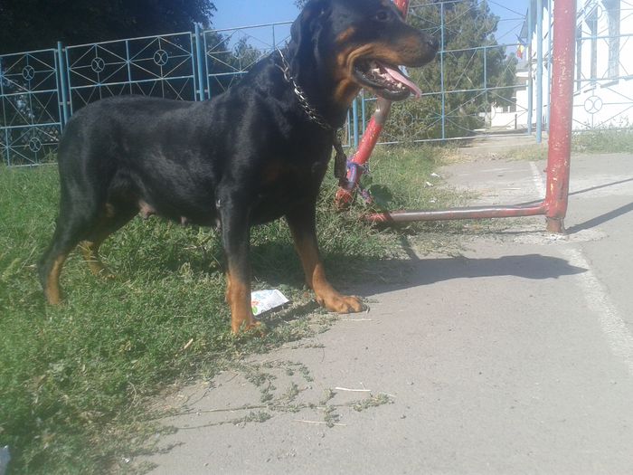 20140920_110918 - Rottweiler    18 LUNI-REGINA