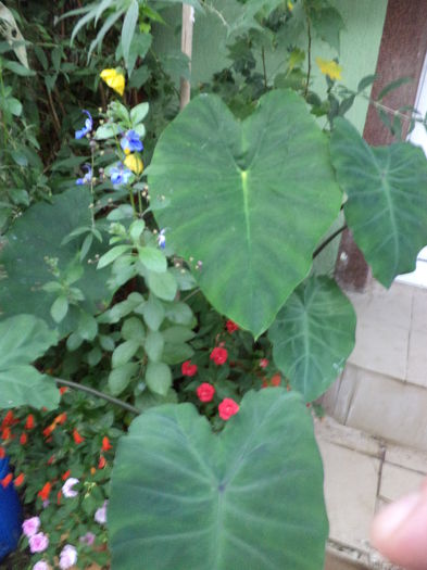 DSC03158 - sept 2014