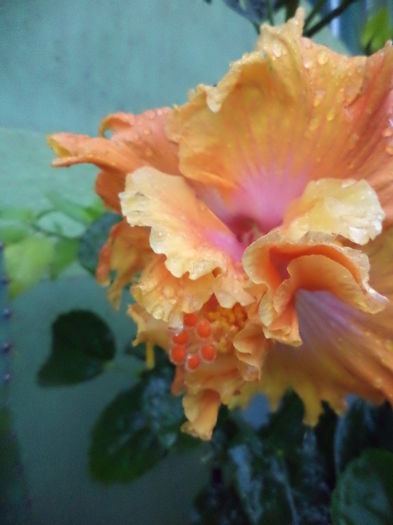 DSC03163 - sept 2014