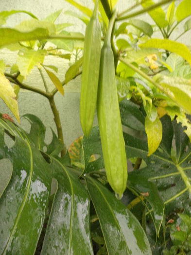 DSC03165 - sept 2014