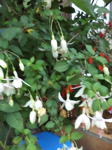 DSC03166 - sept 2014