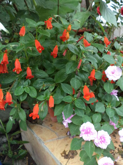 DSC03167 - sept 2014