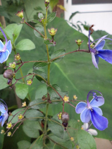 DSC03169 - sept 2014