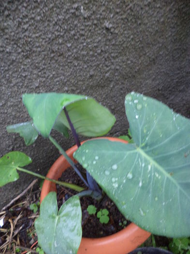 DSC03174 - sept 2014