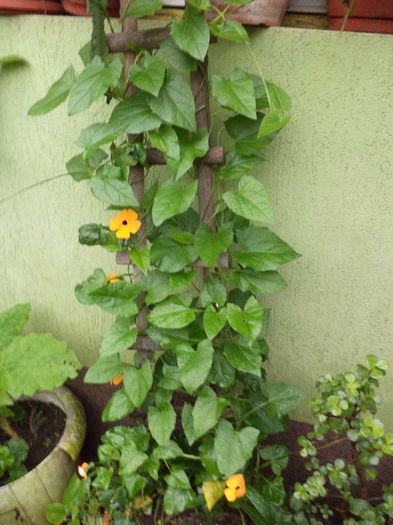 SUZANA CU OCHII GALBENI - sept 2014