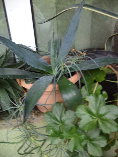 DSC03195 - sept 2014