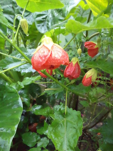 DSC03196 - sept 2014