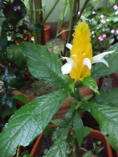 luminarica sau pachistachis - sept 2014