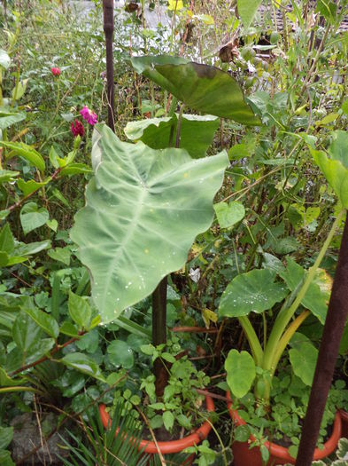 Colocasia esculenta Burgundy stem