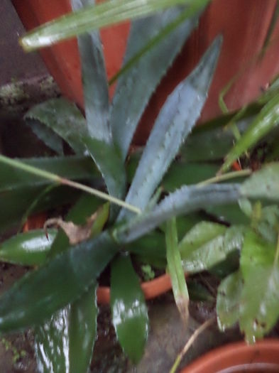 agava albastra - agave 2014