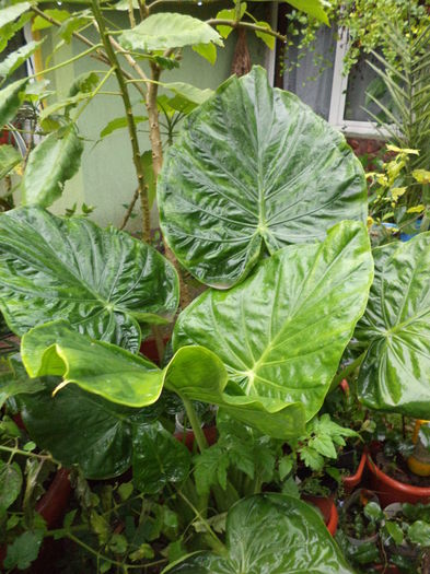 Alocasia macrorrhizos - colocasii 2014