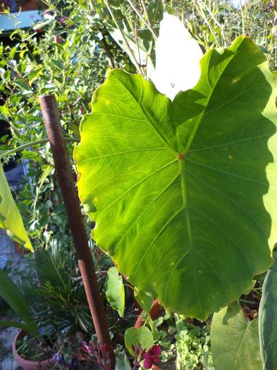 Colocasia esculenta - colocasii 2014