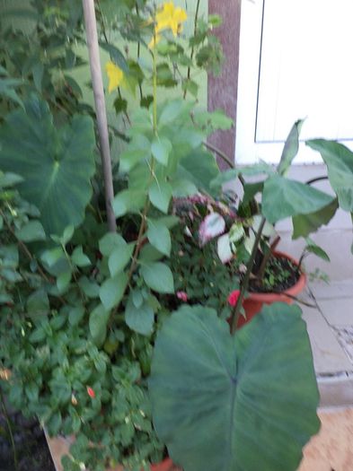 Colocasia esculenta Burgundy stem