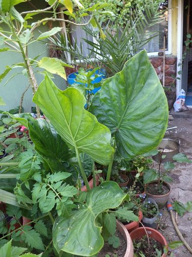 Alocasia macrorrhizos - colocasii 2014