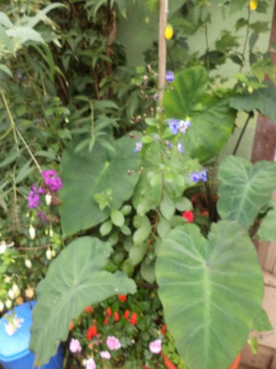 Colocasia esculenta Burgundy stem si jack giants