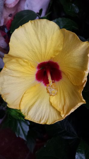 Boreas Yellow