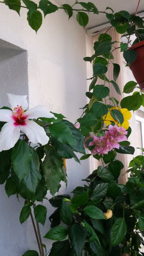 Natal - Hibiscusi