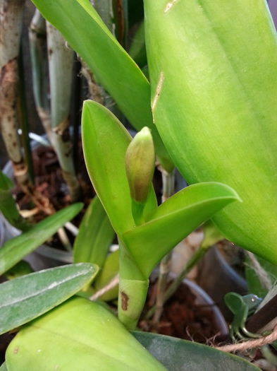 20140920_190318; Cattleya Forbesii
