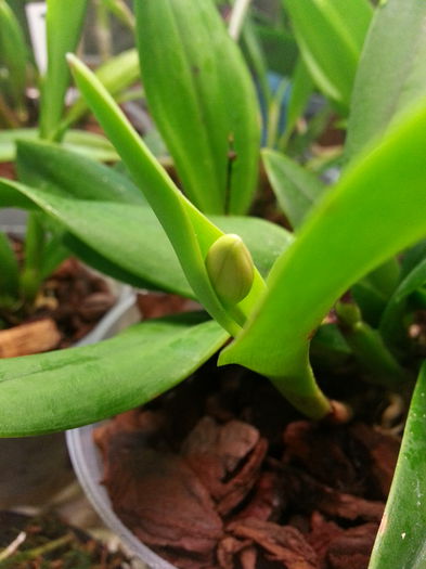 20140920_190310; Sophronitis coccinea x cattleya aclandiae
