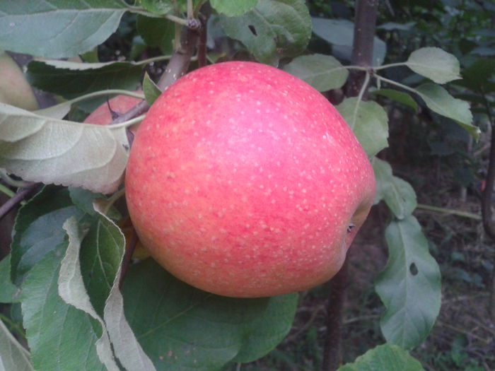Pinova - Fructe 2014