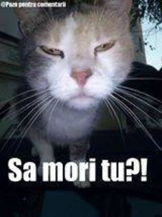 1525594_628909293835112_110194272_n