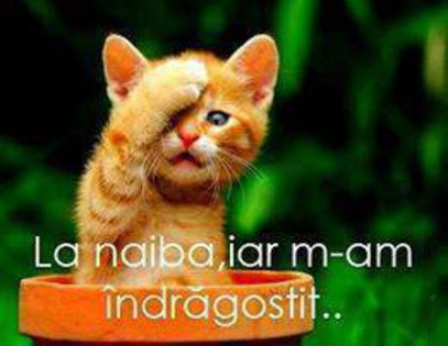 1536647_628909303835111_562729788_n