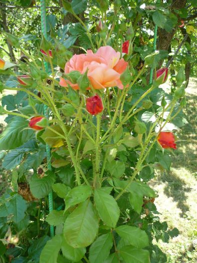 984154_776505222370345_7876007475065669626_n 984154_776505222370345_7876007475065669626_n