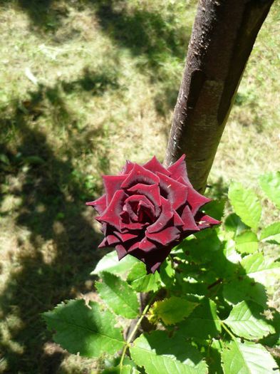 1937431_776505165703684_7338258985124563756_n 1937431_776505165703684_7338258985124563756_n